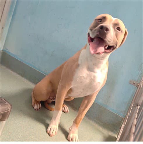 Chico - Pit Bull Terrier