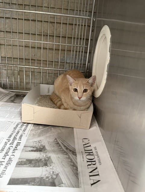 Unknown - Domestic Short Hair