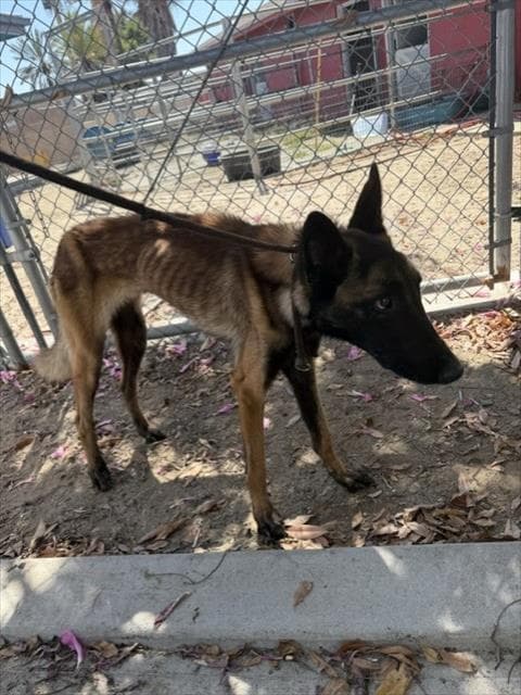 Digby - Belgian Shepherd Malinois
