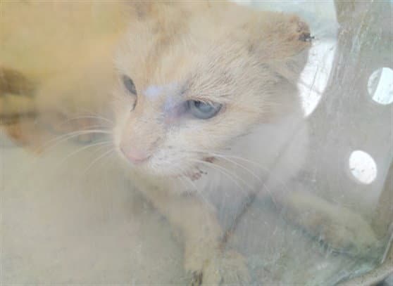 Unknown - Domestic Short Hair