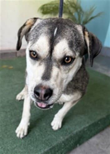 Peep - Siberian Husky