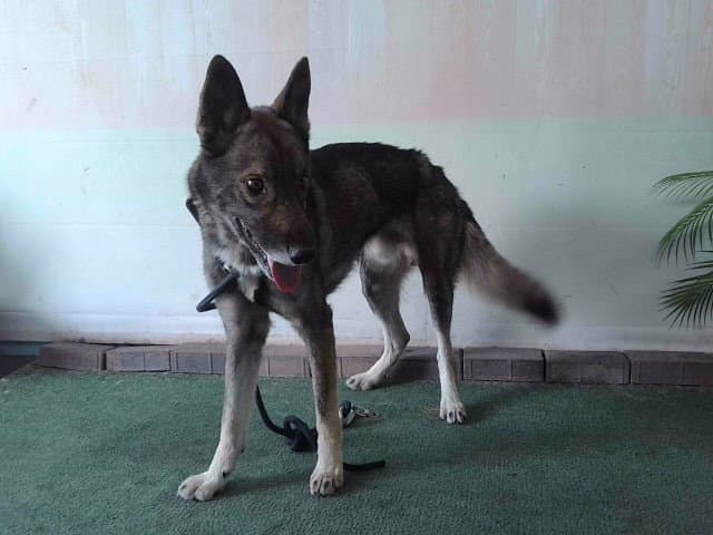 Scar - German Shepherd Dog