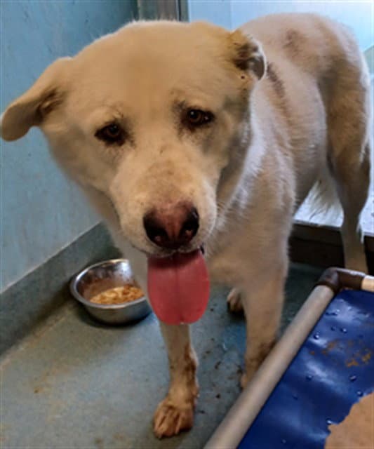 Unknown - Labrador Retriever