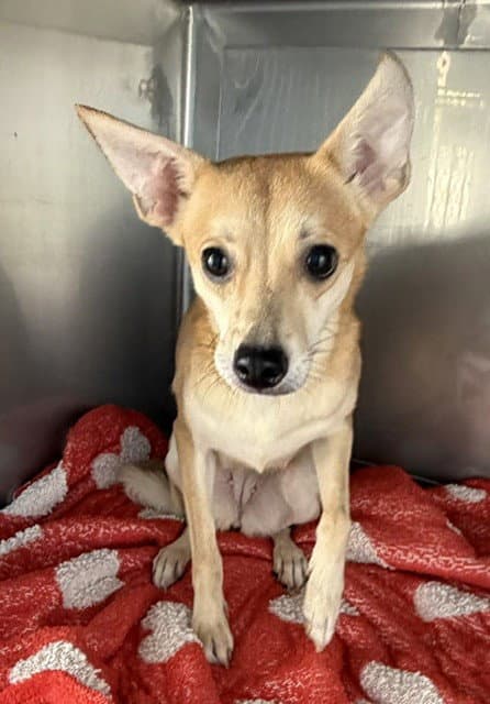Nala - Chihuahua