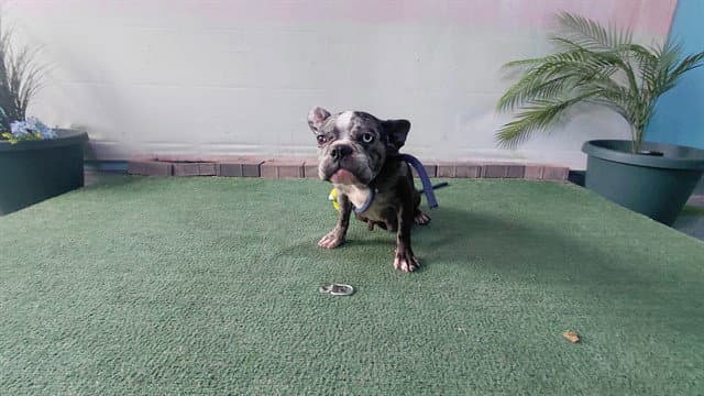 Roxy - French Bulldog