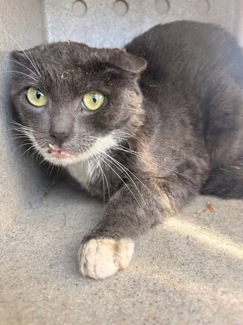 Tom - Domestic Short Hair