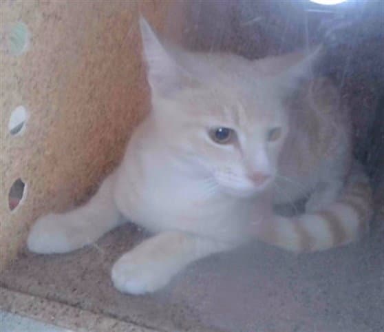 Jewleo - Domestic Short Hair