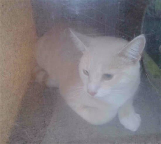 Agosto - Domestic Short Hair