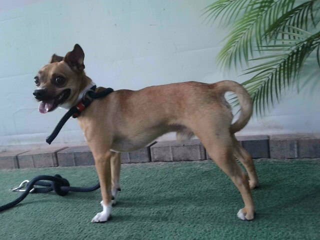 Toreto - Chihuahua