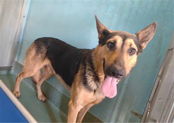 Blackie - German Shepherd Dog