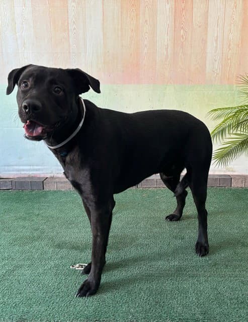 Luke - Labrador Retriever