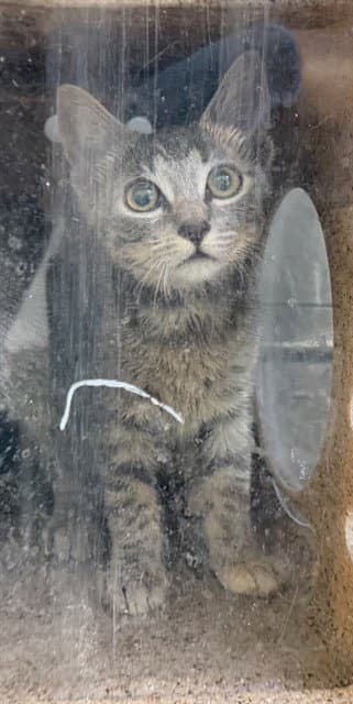 Marcos - Domestic Short Hair