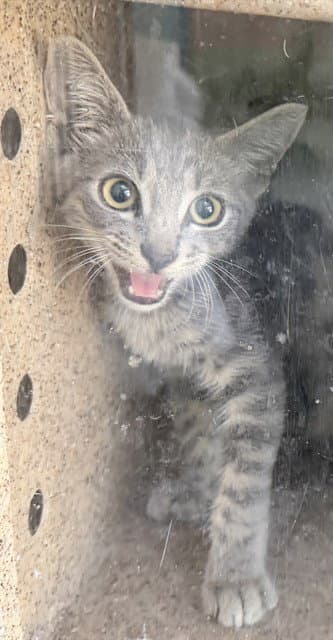 Carmen - Domestic Short Hair
