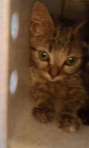 Nydia - Domestic Short Hair