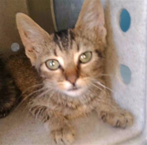 Smadie - Domestic Short Hair