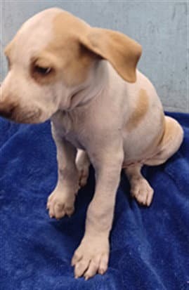 Almond - Pit Bull Terrier