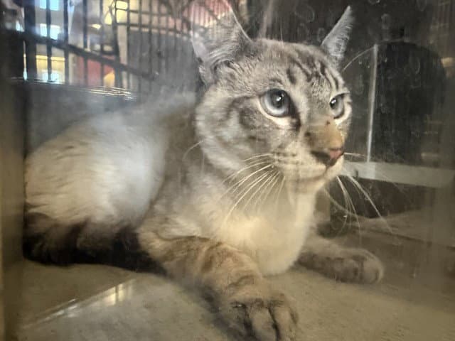 Otto - Domestic Short Hair