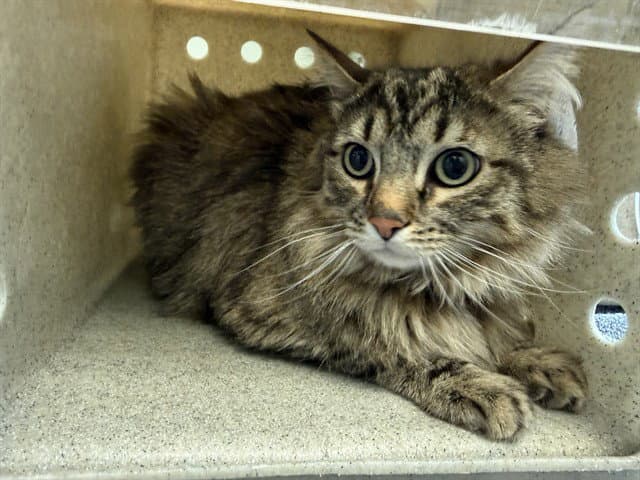 Chonkey - Domestic Medium Hair