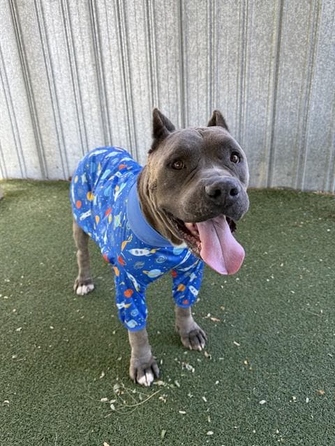 Unknown - Cane Corso Mastiff