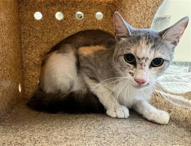 Momma Kitty - Domestic Short Hair