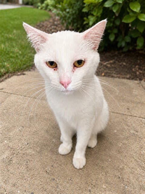 Marie - Domestic Short Hair
