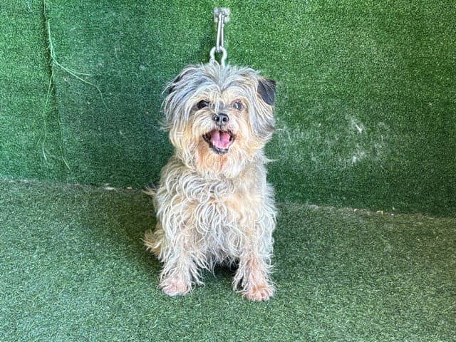 Ronald - Shih Tzu