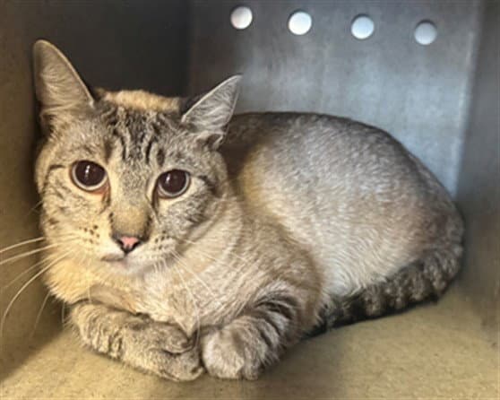 Pepper - Siamese