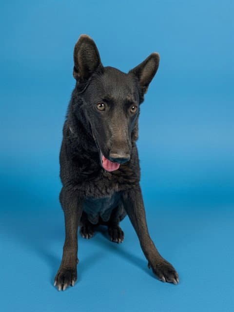 Unknown - German Shepherd Dog