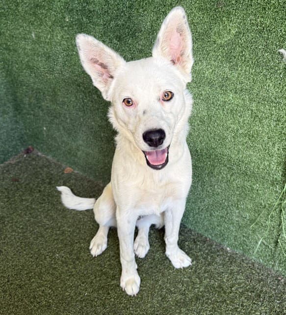 Unknown - Australian Cattle Dog/Blue Heeler