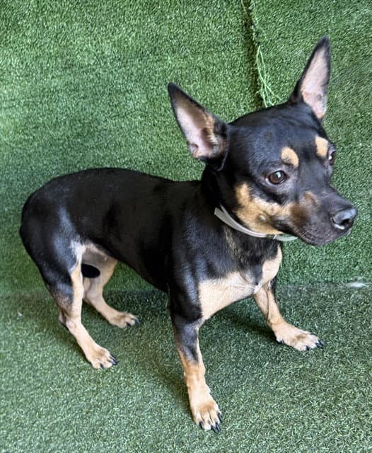 Unknown - Miniature Pinscher