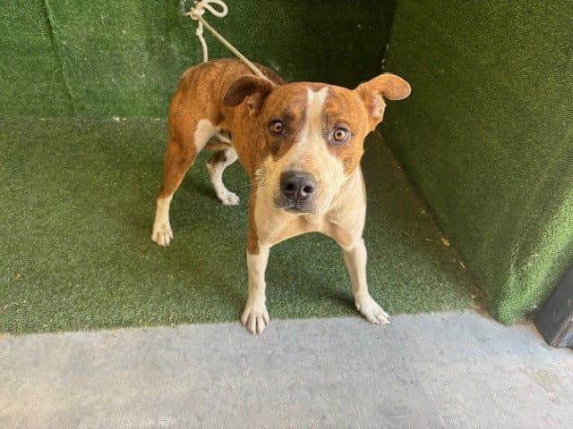 Unknown - Pit Bull Terrier
