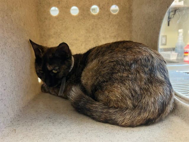 Cinnamon - Domestic Short Hair