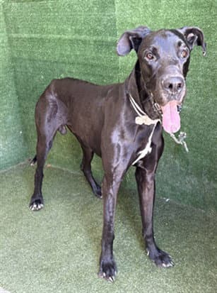 Bronx - Great Dane