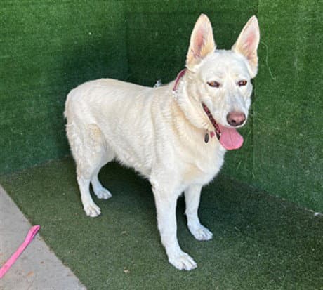 Molly - German Shepherd Dog