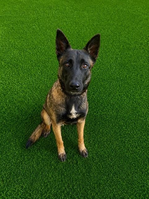 Love - Belgian Shepherd Malinois