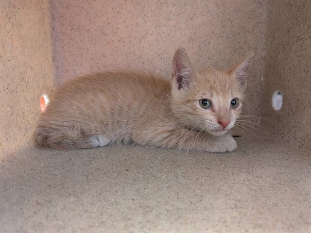 Washington - Domestic Short Hair