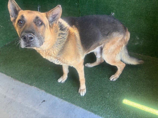Concord - German Shepherd Dog