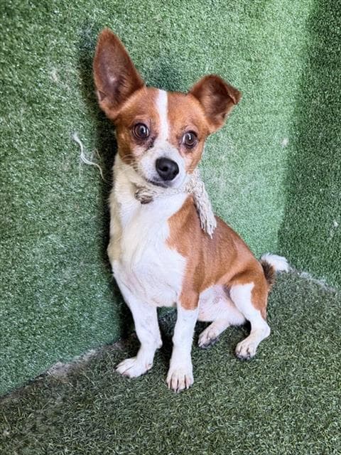 Patriot - Chihuahua
