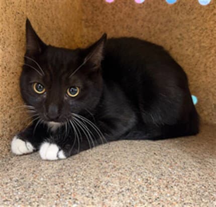Jelly - Domestic Short Hair