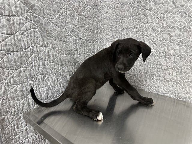 Cady - Great Dane