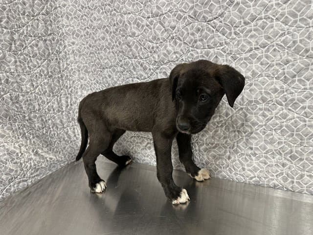 Janis - Great Dane