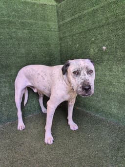 Capone image 1