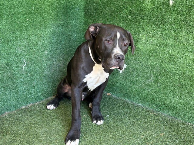 Dom - Pit Bull Terrier