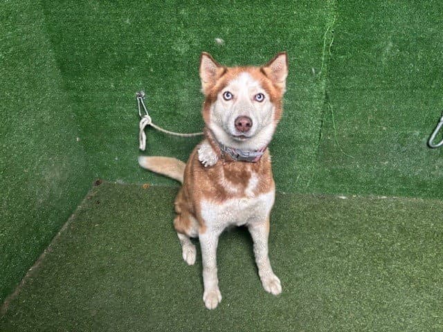Jellina - Siberian Husky
