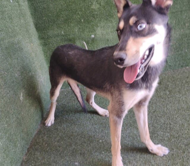 Daisy - German Shepherd Dog