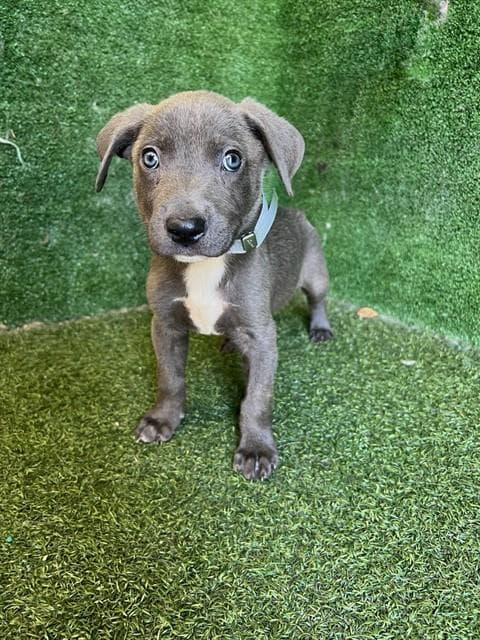 Unknown - Labrador Retriever