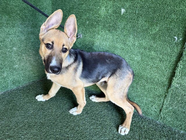 Unknown - German Shepherd Dog
