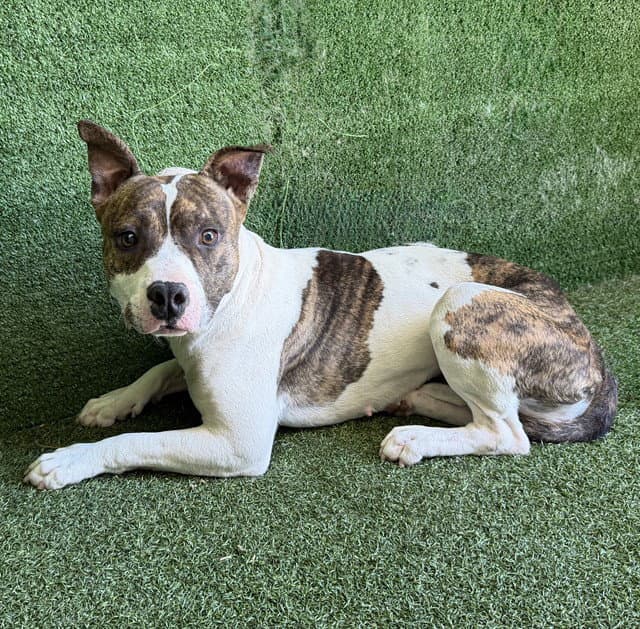 Unknown - Pit Bull Terrier
