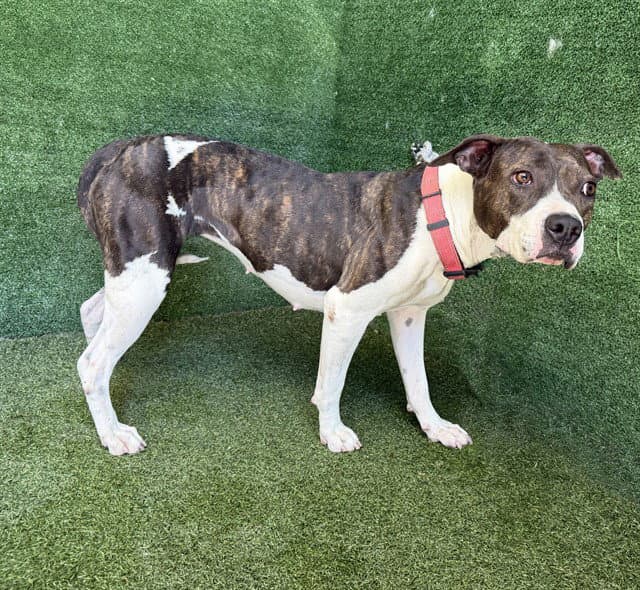 Unknown - Pit Bull Terrier