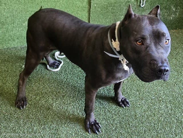 Unknown - Pit Bull Terrier